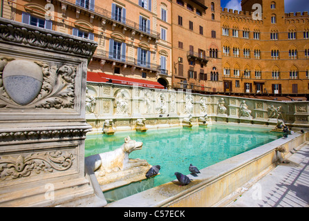 Siena, Fonte Gaia, Italia, Europa, Toscana, paese, città, case, case, luogo, spazio, Campo, ben, uccelli, piccioni Foto Stock