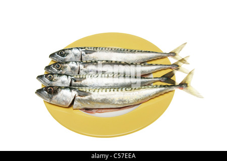 Quattro sgombri freschi pesce su una piastra Foto Stock