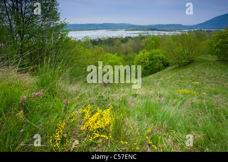 Tagliamento, Italia, Europa, Friuli Venezia Giulia, fiume, flusso, Riverside, alberi, prati, fiori Foto Stock