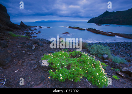 Playa de la Caleta, Spagna, Europa, Isole Canarie, Isole La Gomera, isola, isola, spiaggia, mare, piante, alba, rock, clif Foto Stock