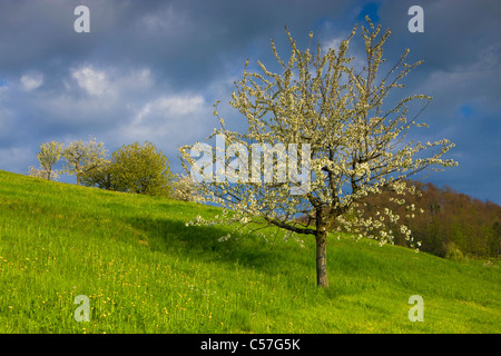 Arboldswil, Svizzera, Europa, Canton Basilea Campagna, prato, fioritura, alberi da frutta, ciliegi, molla e nuvole Foto Stock