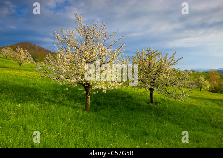 Arboldswil, Svizzera, Europa, Canton Basilea Campagna, prato, fioritura, alberi da frutta, ciliegi, molla e nuvole Foto Stock