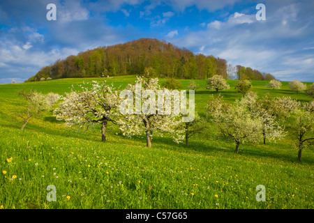 Arboldswil, Svizzera, Europa, Canton Basilea Campagna, prato, fioritura, alberi da frutta, ciliegi, molla, nuvole, legno, foresta, Foto Stock