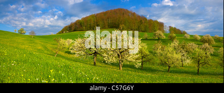 Arboldswil, Svizzera, Europa, Canton Basilea Campagna, prato, fioritura, alberi da frutta, ciliegi, molla, nuvole, legno, foresta, Foto Stock