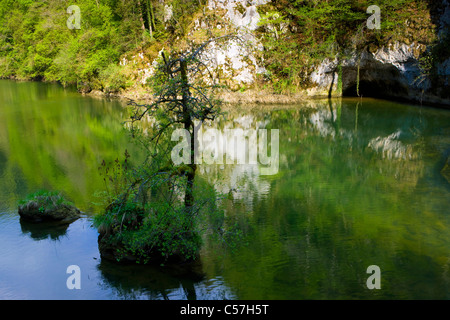 Doubs, Le Theusseret, Svizzera, Europa, Canton Giura, fiume, flusso, Doubs, fiume di confine, isola, isola, struttura ad albero Foto Stock