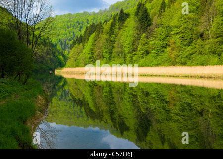 Doubs, Le Theusseret, Svizzera, Europa, Canton Giura, fiume, flusso, Doubs, fiume di confine, legno, foresta, reed, riflessione Foto Stock