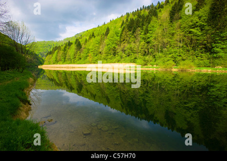 Doubs, Le Theusseret, Svizzera, Europa, Canton Giura, fiume, flusso, Doubs, fiume di confine, legno, foresta, reed, riflessione Foto Stock