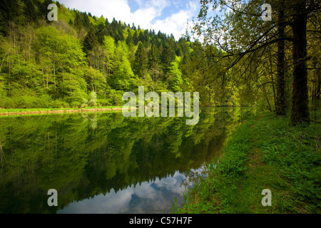 Doubs, Le Theusseret, Svizzera, Europa, Canton Giura, fiume, flusso, Doubs, fiume di confine, legno, foresta, riflessione Foto Stock