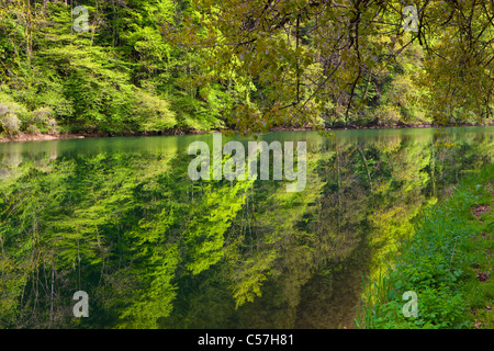 Doubs, Le Theusseret, Svizzera, Europa, Canton Giura, fiume, flusso, Doubs, fiume di confine, legno, foresta, riflessione Foto Stock