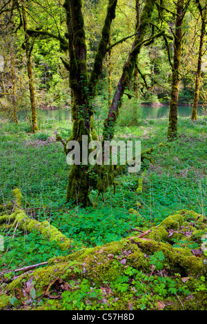 Doubs, Le Theusseret, Svizzera, Europa, Canton Giura, fiume, flusso, Doubs, fiume di confine, legno, foresta, alberi, legno, moss Foto Stock