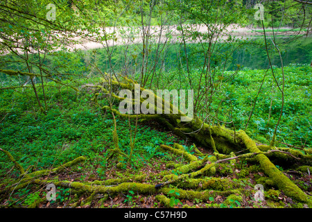 Doubs, Le Theusseret, Svizzera, Europa, Canton Giura, fiume, flusso, Doubs, fiume di confine, alberi, legno, moss Foto Stock