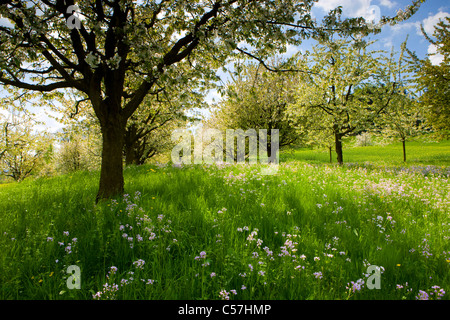 , Gipf Oberfrick, Svizzera, Europa, Canton Argovia, prato, fiori, Lady's smock, fioritura, alberi da frutta, ciliegi, primavera Foto Stock