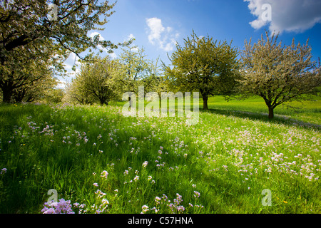 , Gipf Oberfrick, Svizzera, Europa, Canton Argovia, prato, fiori, Lady's smock, fioritura, alberi da frutta, ciliegi, primavera Foto Stock