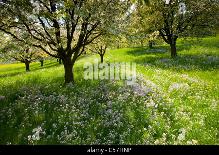 , Gipf Oberfrick, Svizzera, Europa, Canton Argovia, prato, fiori, Lady's smock, fioritura, alberi da frutta, ciliegi, primavera Foto Stock