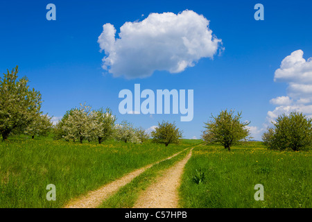 , Gipf Oberfrick, Svizzera, Europa, Canton Argovia, prato, modo, fioritura, alberi da frutta, ciliegi, molla, cloud Foto Stock