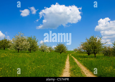 , Gipf Oberfrick, Svizzera, Europa, Canton Argovia, prato, modo, fioritura, alberi da frutta, ciliegi, molla, cloud Foto Stock