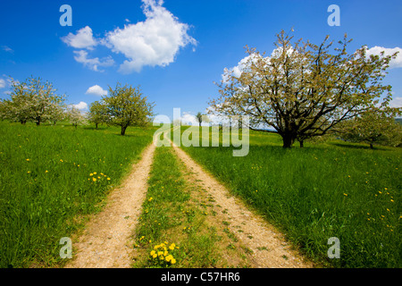 , Gipf Oberfrick, Svizzera, Europa, Canton Argovia, prato, modo, fioritura, alberi da frutta, ciliegi, molla, cloud Foto Stock