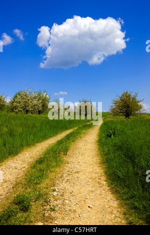 , Gipf Oberfrick, Svizzera, Europa, Canton Argovia, prato, modo, fioritura, alberi da frutta, ciliegi, molla, cloud Foto Stock