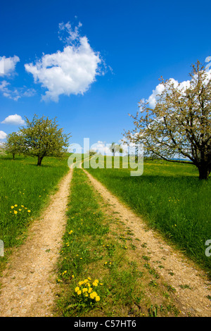 , Gipf Oberfrick, Svizzera, Europa, Canton Argovia, prato, modo, fioritura, alberi da frutta, ciliegi, molla, cloud Foto Stock