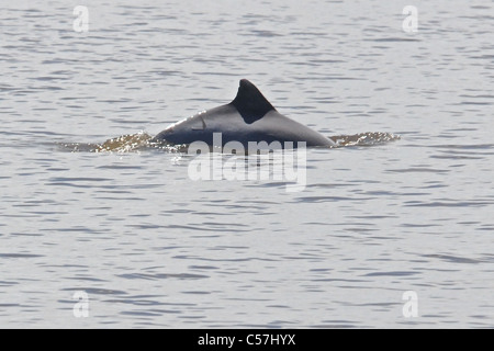 Tucuxi delfini di fiume (Sotalia fluviatilis), noto anche come bufeo grigio o nero bufeo Foto Stock