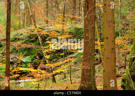 Sandsteinfelsen im Wald - roccia arenaria nella foresta 06 Foto Stock