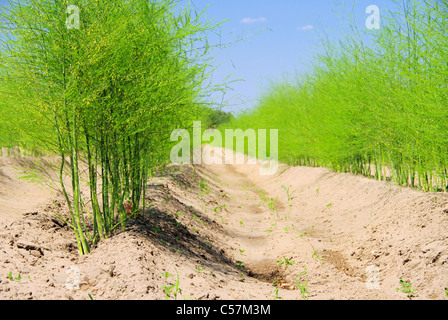 Spargelfeld - campo di asparagi 22 Foto Stock