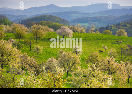 Titterten, Svizzera, Europa, Canton Basilea Campagna, prato, frutteto, fioritura, alberi da frutta, ciliegi, legno, foresta, vacche Foto Stock