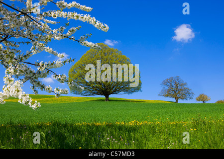 Wintersingen, Svizzera, Europa, Canton Basilea Campagna, Campi, alberi, rovere, ciliegio blossoms Foto Stock