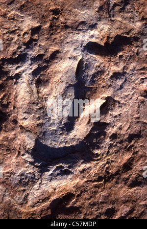 Orme di dinosauri pietrificati in rock Foto Stock