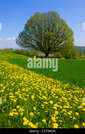 Wintersingen, Svizzera, Europa, Canton Basilea Campagna, Campo, Prato, Tarassaco, albero, rovere, Foto Stock