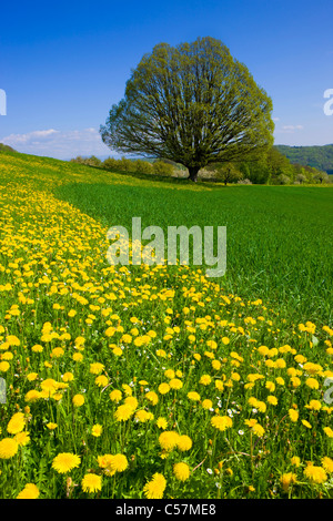 Wintersingen, Svizzera, Europa, Canton Basilea Campagna, Campo, Prato, Tarassaco, albero, rovere, Foto Stock