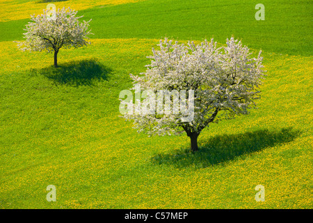 Wintersingen, Svizzera, Europa, Canton Basilea Campagna, Campo, Prato, Tarassaco, alberi, ciliegi Foto Stock