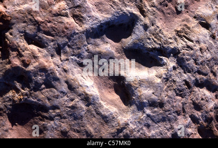 Orme di dinosauri pietrificati in rock Foto Stock