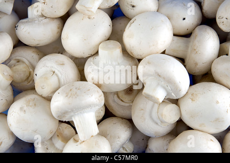 Commestibile pulsante bianco o funghi champignon, sano cibo organico Foto Stock