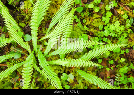 Disco, felce Blechnum spicant, nel bosco ombreggiato. Regno Unito. Foto Stock