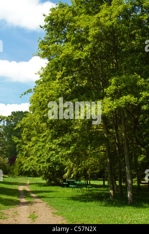 Un picnic ombreggiata da alberi di alto fusto lungo il Tamigi percorso tra Marlow e Bourne End, Buckinghamshire, Regno Unito Foto Stock