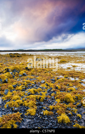 Le alghe sulle rive di Loch Dunvegan, Isola di Skye in Scozia,UK. Foto Stock