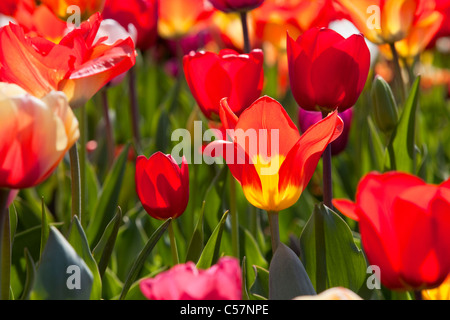 I Paesi Bassi Lisse, Tulip fiori. Foto Stock