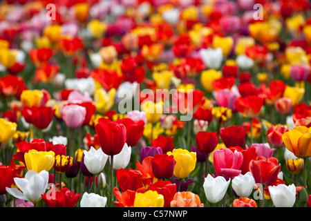 I Paesi Bassi Lisse, Tulip fiori. Foto Stock