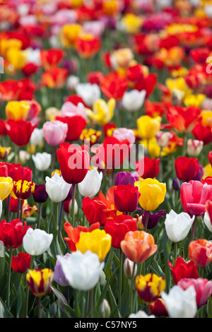 I Paesi Bassi Lisse, Tulip fiori. Foto Stock