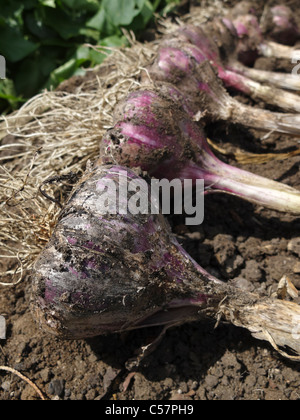 Appena raccolto l'aglio di essiccazione al sole. Lincolnshire, Inghilterra. Foto Stock