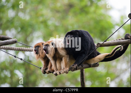 Scimmie urlatrici fonazione su una fune Foto Stock