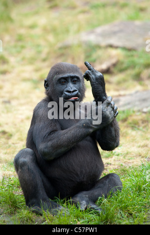 Immagine divertente di un giovane gorilla bloccata il suo dito medio Foto Stock