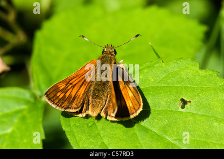 Grande skipper butterfly Foto Stock