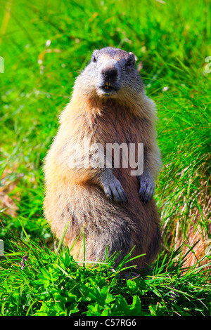 1, Allarme, Alpi, marmotta, marmotta, fauna alpina, panorama alpino, Alpine, costruzione, montagna, fauna, Cliff, rock, montagne, Foto Stock