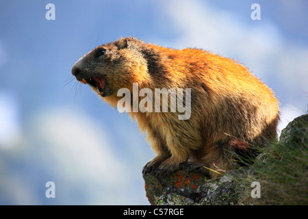 1, Allarme, Alpi, marmotta, marmotta, fauna alpina, panorama alpino, Alpine, costruzione, montagna, fauna, Cliff, rock, montagne, Foto Stock