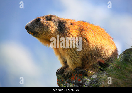 1, Allarme, Alpi, marmotta, marmotta, fauna alpina, panorama alpino, Alpine, costruzione, montagna, fauna, Cliff, rock, montagne, Foto Stock