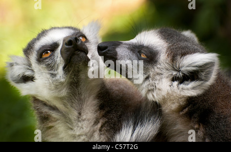 Ritratto di due ring tailed lemuri (Lemur catta) Foto Stock