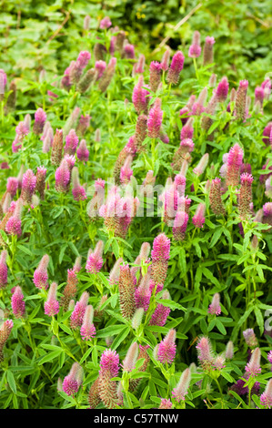 Trifolium rubens in fiore Foto Stock