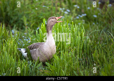 I Paesi Bassi, Sluis, Parco Nazionale chiamato Zouweboezem. Oca Graylag, Anser anser. Foto Stock